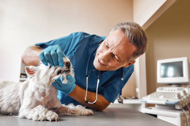 Best Emergency Dentist Near Me  in Montgomery, PA